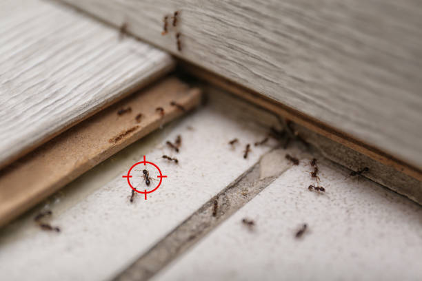 Best Commercial Pest Control Services  in Leilani Estates, HI