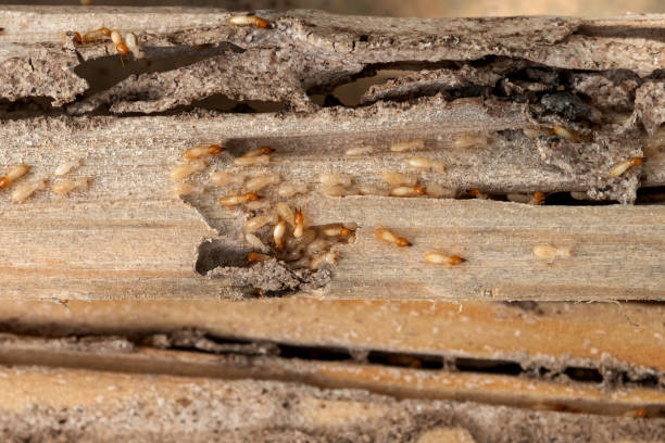 Best Best Pest Control Companies  in Leilani Estates, HI